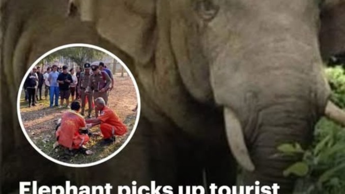 HT1. Elephant picks up tourist with its trunk before trampling him to death in front of his wife at Thai campsite in third killing by same rogue animal