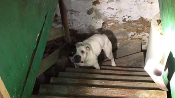 ST2. Man moves into new house and finds abandoned pitbull in basement – dog’s reaction says it all
