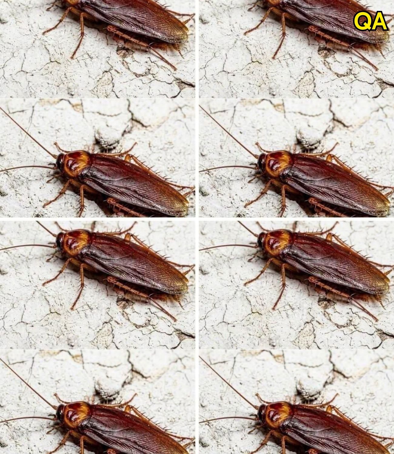 HT1. Did You Know That If Cockroaches Come to Your Home, It’s a Sign That Something Needs Your Attention