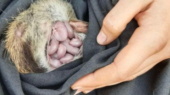 HT2. Research Team Is Thrilled To Find Endangered ‘Jellybeans’ In Wild Mama’s Pouch