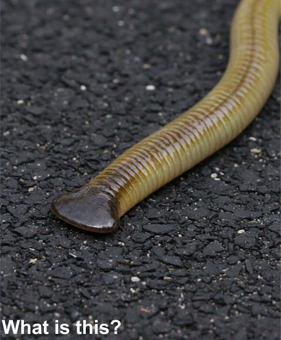 HT1. Spotted this long worm with a flat, shovel-shaped head slithering on the patio stones