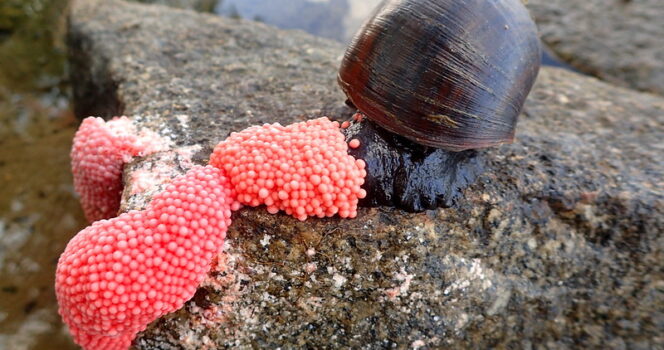 HT14. Pink eggs: All you need to know about the Apple Snail