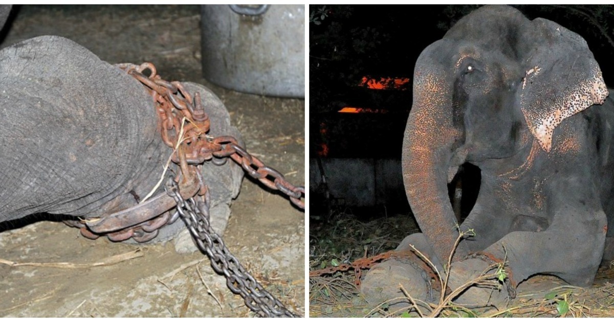 HT14. Elephant has been chained his whole life