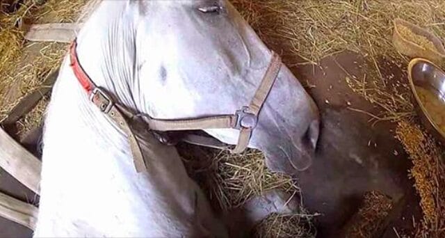 HT14. Desperate farmer whispers “Don’t die” in horse’s ear – mare’s response crushes his heart