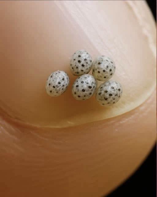 HT1. Microscopic Eggs That Look Like Mini Watermelons: The Wonder of Stick Insects