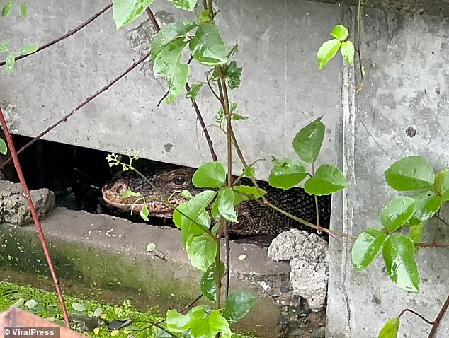 HT2. Horror as monitor lizard is found devouring a newborn baby in Thailand