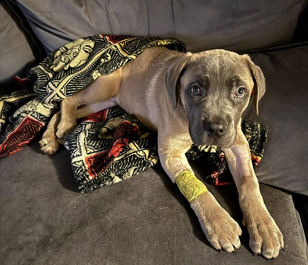 HT2. Young dog owner, 20, goes into hiding after ‘admitting torture of puppy’ he adopted three weeks ago – with vets reduced to tears