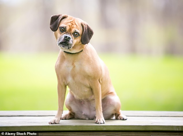 HT1. Scientists now say dogs can be autistic like humans: Here are the signs to look for in your pets