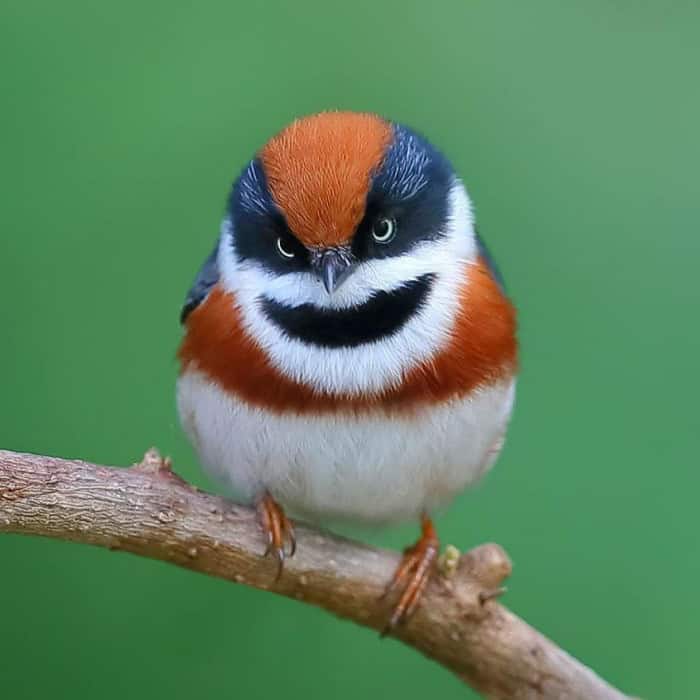 HT1. Discover the Playful Charm of the Black-Throated Bushtit