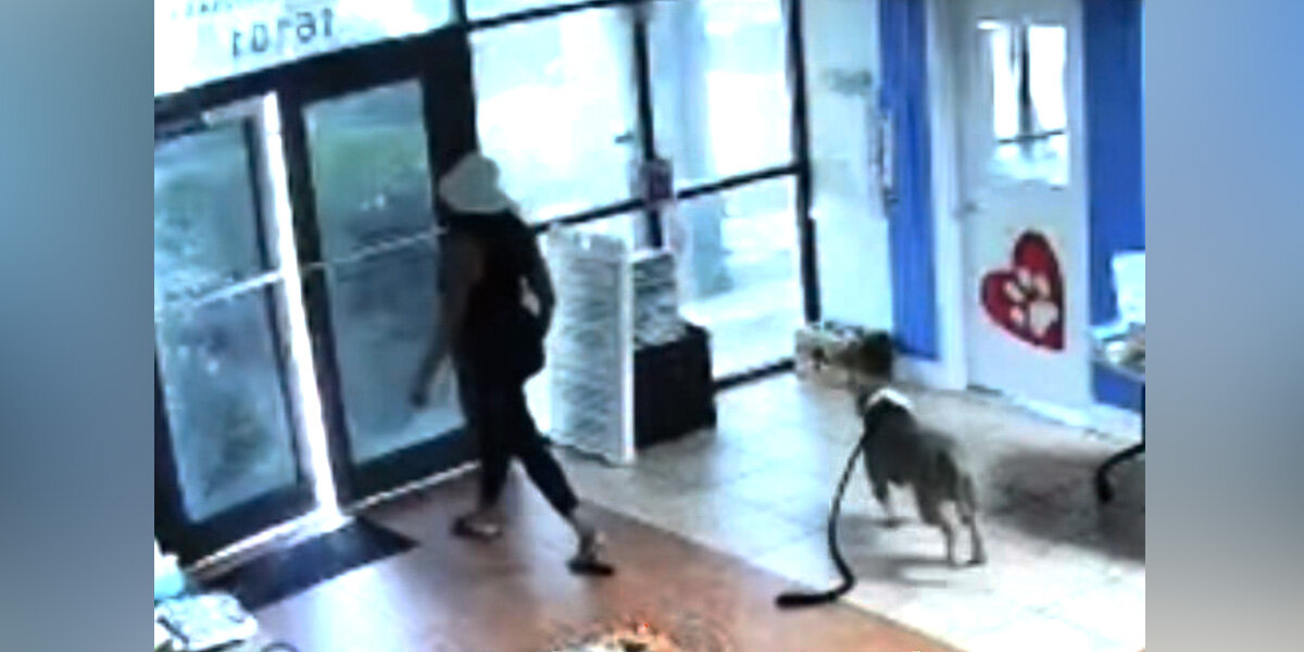 HT2. Security Camera Captures ‘Heartbreaking’ Way This Sweet Dog Ended Up At A Shelter