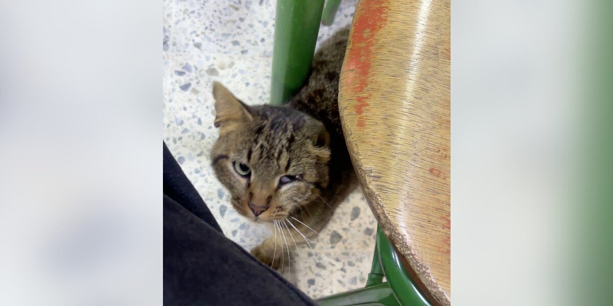 HT2. Scraggly Cat Walks Into Voting Booth On Election Day And Begs Volunteer For Help