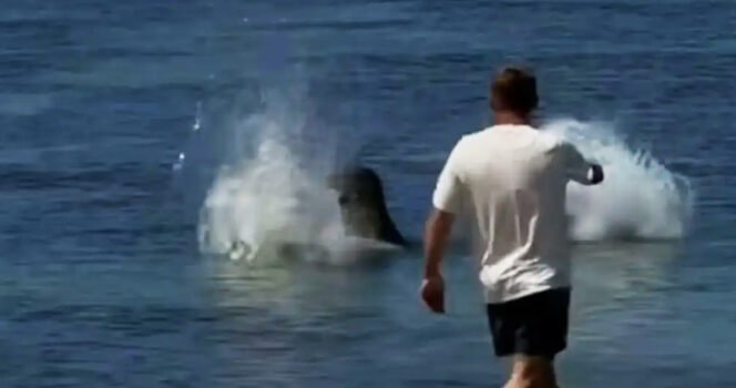 HT2. Man given reward after beating up tourist who threw rock at beloved seal