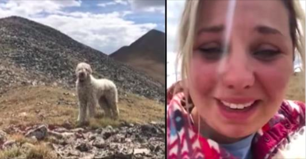 HT2. Dog lost after fatal car accident is found 19 days later