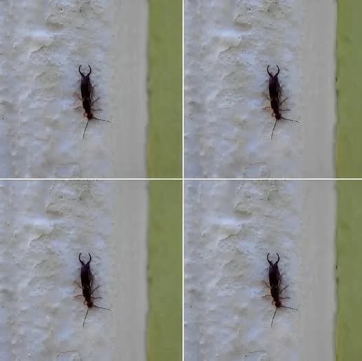 HT2. Warning! If You Find This Tiny Insect in Your Kitchen, You May Need to Check Your Pantry Immediately (And How to Handle It With Calm, Practical Care)