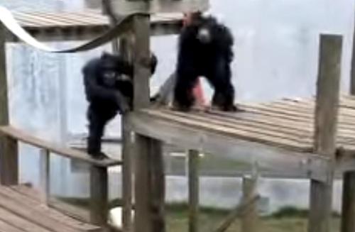 HT2. Zoo Staff Refuses To Save A Drowning Chimpanzee So A Man Climbs Over The Rail To Assist