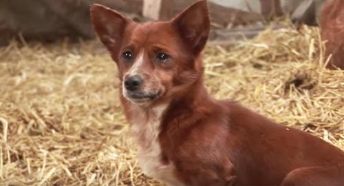 HT2. Dog Reunites With Cow That Raised Him When He Was Abandoned As A Pup