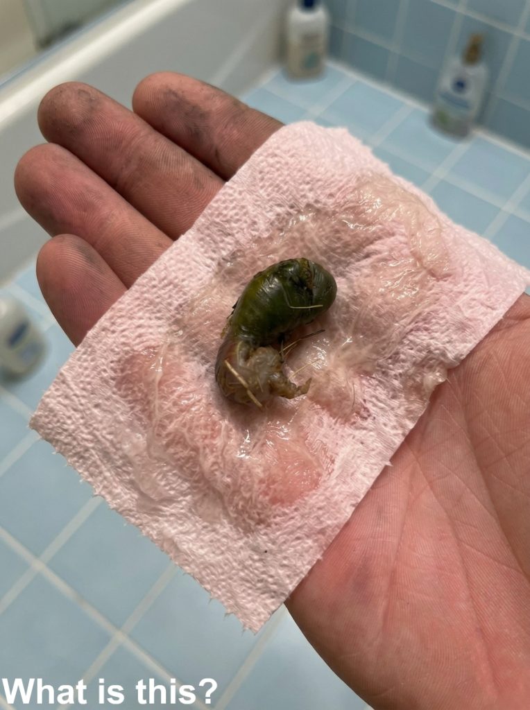 HT2. A Mysterious Discovery on Our Bathroom Floor Left Us Searching for Answers