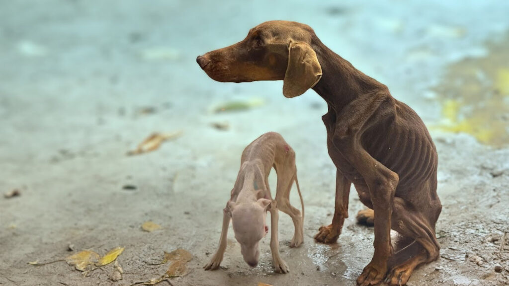 HT1. Locked Away and Starved, These Dogs Begged for Rescue – Now They’re Thriving