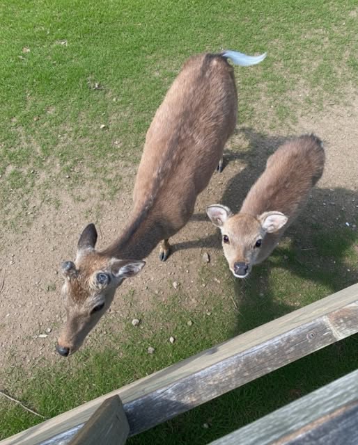 HT2. I THOUGHT THEY WERE JUST CURIOUS DEER—UNTIL I SAW WHAT THE LITTLE ONE WAS CARRYING