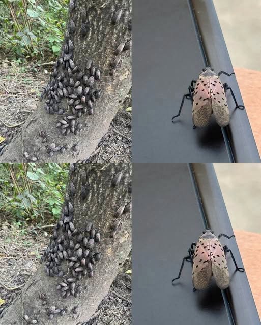 HT3. The Flashy Red Invader Destroying Your Backyard: Why You Must Declare War on This Pest Today