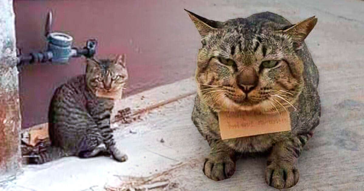 HT2. A Missing Cat Returns With a Note Around Its Neck, and the Story Takes an Unexpected Twist