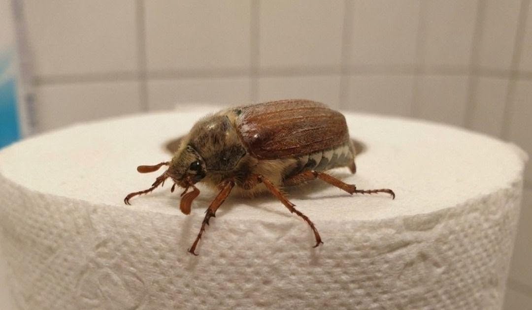 HT1. What Is This Bug? (And What to Do When You See One)