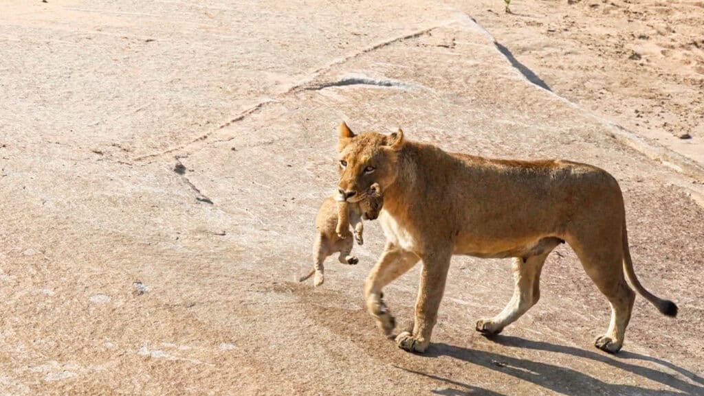 HT2. A Mother’s Devotion: Lioness Carries Cub Across a River to Safety