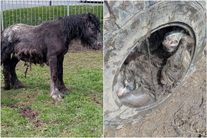HT1. English Pony Found Unharmed Having Been Trapped Entirely Inside a Tractor Tire