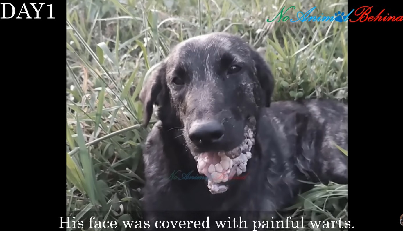 HT1. A Heartbreaking Video Revealed the Ghostly Figure of a Dog Ignored by the World