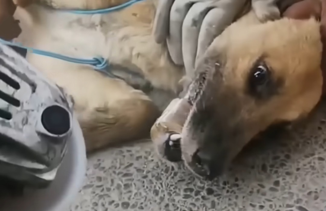 HT1. The Dog Who Couldn’t Close His Mouth: A Silent Battle for Survival