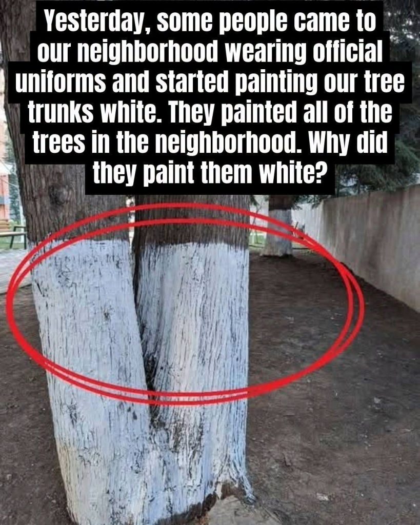 HT3. Why Are Some Trees Painted White?
