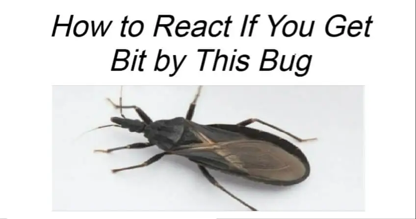HT1. How to React If You Get Bit by This Bug