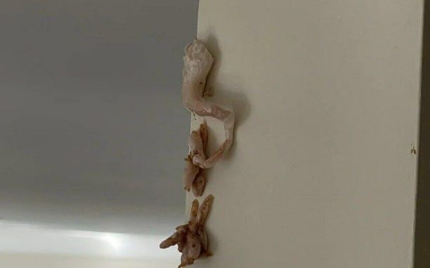 HT1. That Pink, Crusty Spot on the Wall Looked Harmless—Until I Realized What It Might Mean