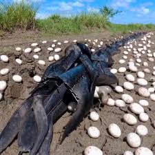 HT1. Hundreds of Mysterious Eggs Appeared in His Crops—What Hatched Changed Everything”