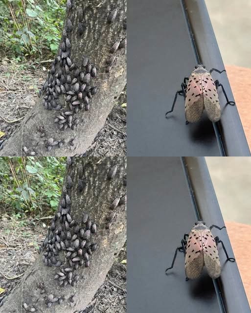 HT1. The Flashy Red Invader Destroying Your Backyard: Why You Must Declare War on This Pest Today