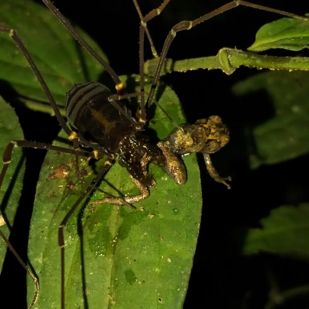 HT1. Daddy longlegs may be capturing and devouring frogs in the tropical forests of South America