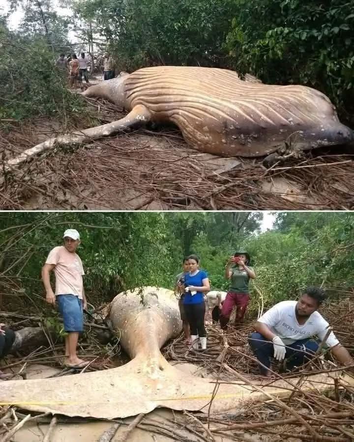 HT1. The whale was found far from… See more