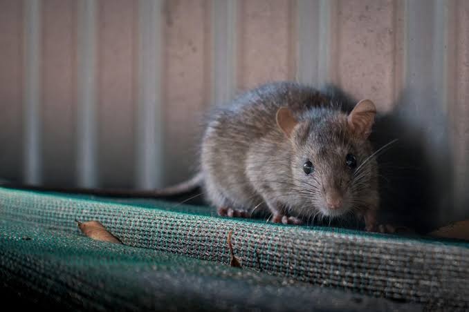 HT1. Plague-Positive Rat Found in New Mexico After Earlier Cases Confirmed in Four Dogs