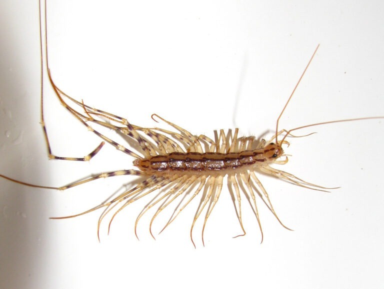 HT1. Why you should never kill a house centipede if you find one inside your house