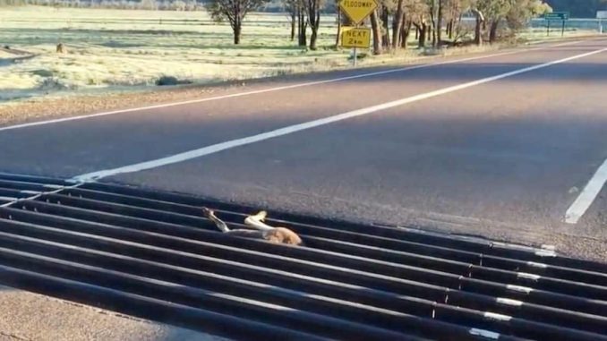 HT1. Driver sees two legs twisted on the road – looks closer and stops right in his tracks