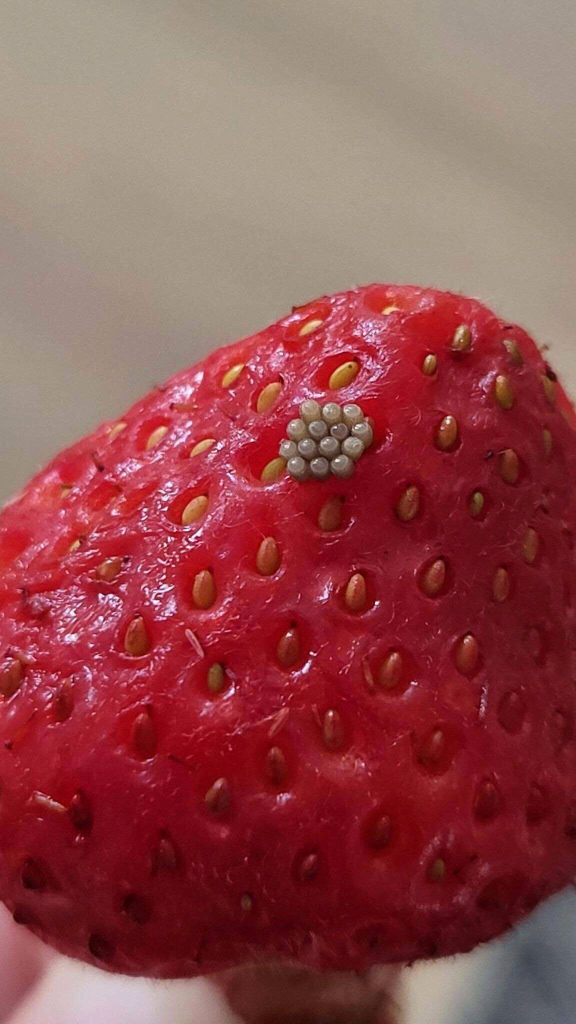 HT1. I soaked my berries in salt water and saw these white wiggling things come out. Should I just throw them away?