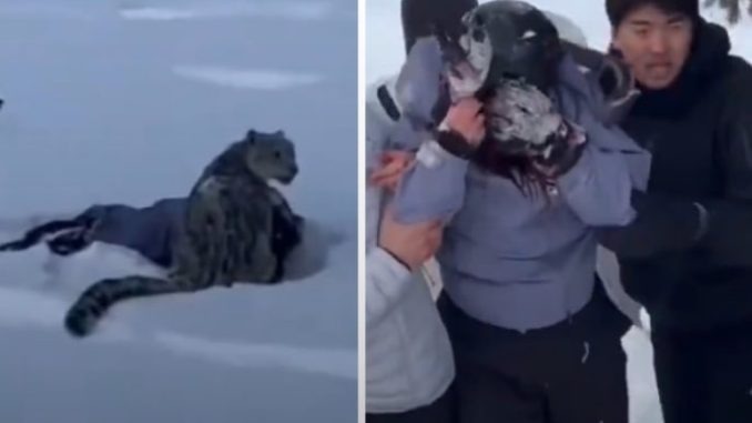 HT1. Skier mauled by snow leopard after getting too close for a picture