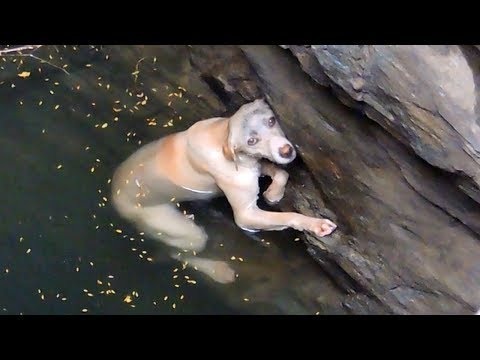 HT2. Dog Gets Stuck In Well And Desperately Hangs On Waiting To Be Saved From Drowning