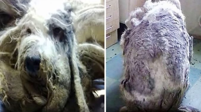 HT2. Creature found all alone resembles a different animal after four trash bags of fur are shaved off