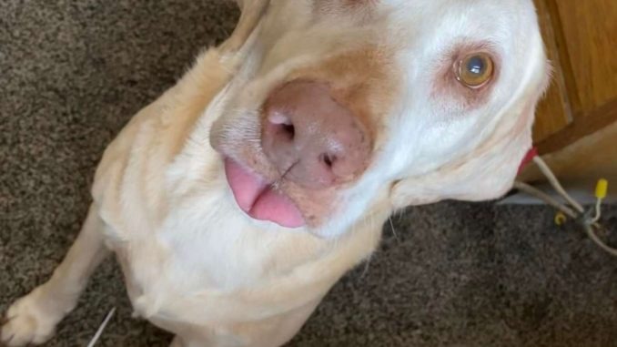 HT1. Family Finds A Sweet Way To Honor The Dear Old Dog They All Adore