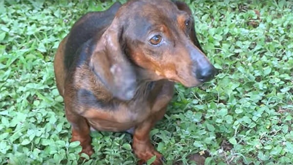 ST1. Woman meets pregnant dog abandoned in the woods, approaches only to make a horrific discovery