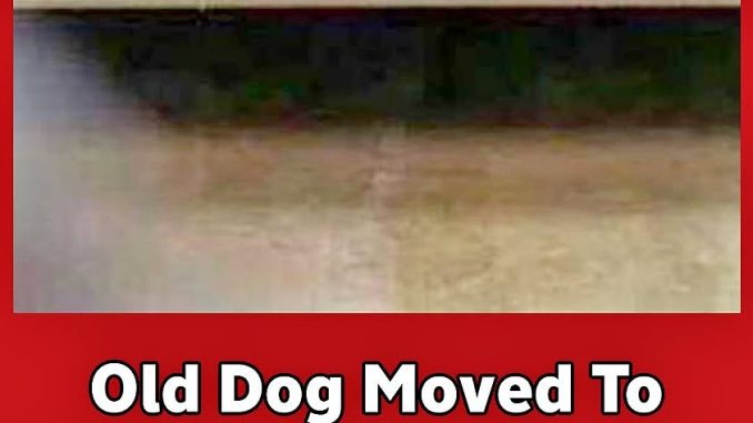 ST2. Old Dog Moved To Shelter After Owner’s Death, Tucks Himself & Cries To Sleep Daily