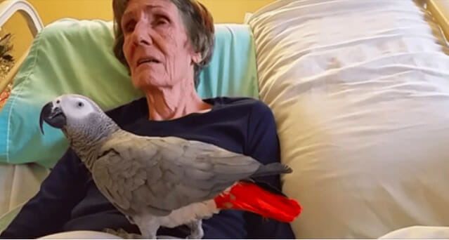 HT1. Dying woman says final goodbye to her parrot: The bird’s instant reaction leaves me in tears