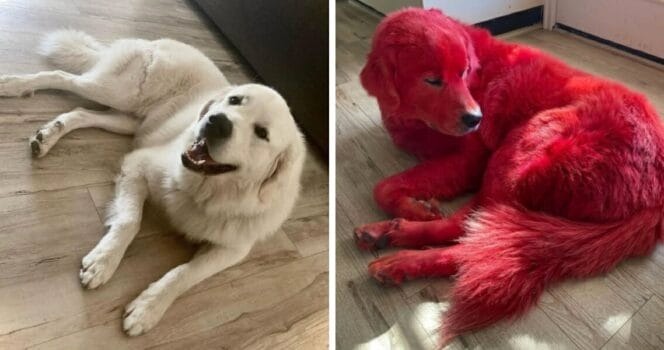 ST2. Woman dyes dog’s fur red and the reason is so sad
