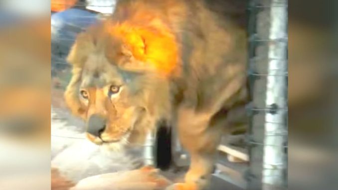 HT1. Lion has slept on concrete floor all his life, now watch his reaction when he sees grass for first time
